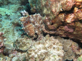 13 Day Octopus IMG 2842